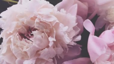 Pembe şakayıklar, rengarenk şakayık çiçekleri bayram, düğün ve çiçeklerle süslenir.