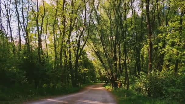 Caminho em bosques no dia ensolarado, caminho para caminhadas na floresta e passarela através de árvores verdes como natureza, paisagem e ambiente natural — Vídeo de Stock