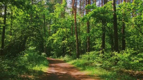 Chemin dans les bois par une journée ensoleillée, sentier de randonnée en forêt et promenade à travers les arbres verts comme nature, paysage et environnement naturel