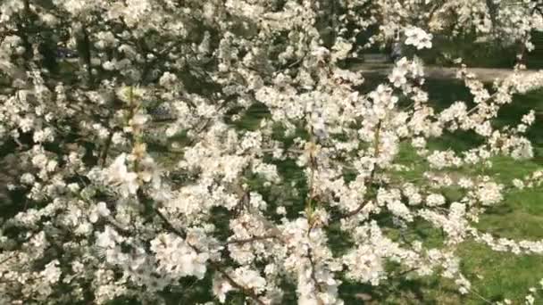 Melo fiorito in verde giardino botanico, fiori bianchi in fiore, natura e fiori — Video Stock