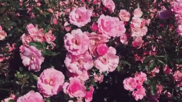 美丽的玫瑰花园，在阳光明媚的天气里绽放着粉色的玫瑰，如大自然，花朵和花朵的背景 — 图库视频影像