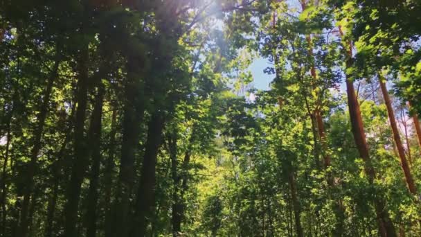 El sol brilla a través de las copas de los árboles en el bosque, follaje verde al atardecer como naturaleza, paisaje y entorno natural — Vídeo de stock