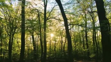 Orman manzarasında ağaçların tepelerinde güneş parlar, günbatımında yeşil yapraklar, doğal çevre ve doğa