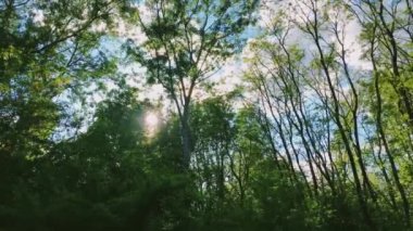 Güneş ormandaki ağaçların tepelerinde parlar, güneş batarken yeşil yapraklar doğa, manzara ve doğal çevre olarak.