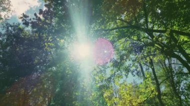 Orman manzarasında ağaçların tepelerinde güneş parlar, günbatımında yeşil yapraklar, doğal çevre ve doğa