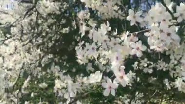 Yeşil botanik bahçesinde çiçek açan elma ağacı, çiçek açan beyaz çiçekler, doğa ve çiçek.