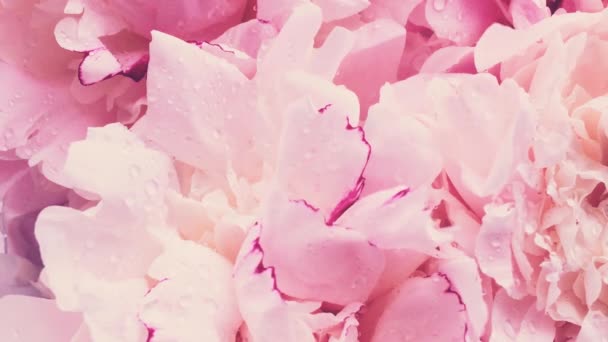 Pivoines roses en fleurs, fleurs de pivoine pastel comme vacances, mariage et fond floral — Video