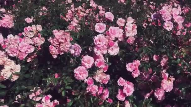 素晴らしいバラの庭、自然、花や花の背景として晴れた日に屋外でピンクのバラを咲かせる — ストック動画