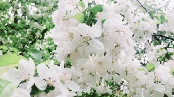 Fleur de pommier dans le jardin vert de printemps, fleurs blanches en fleurs comme floral, nature et jardinage — Video