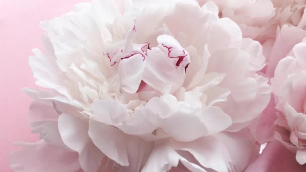 Romantische roze pioenen, pastel pioenroos bloemen in bloei als vakantie, bruiloft en bloemen achtergrond — Stockvideo