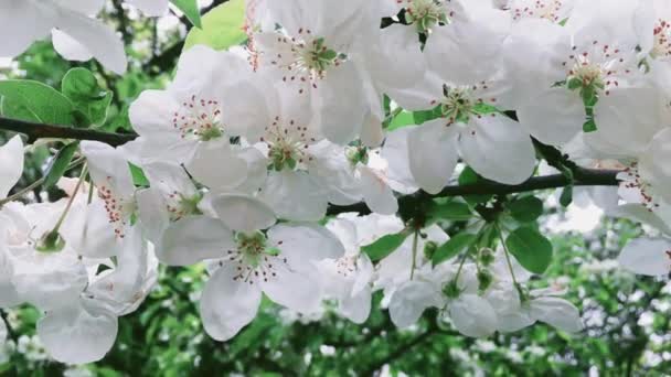 Яблуня цвіте в зеленому весняному саду, білі квіти цвітуть як квіткові, природа і садівництво — стокове відео