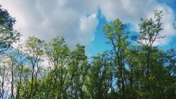 Alberi in foresta e cielo azzurro, fogliame verde come natura, paesaggio e ambiente naturale — Video Stock