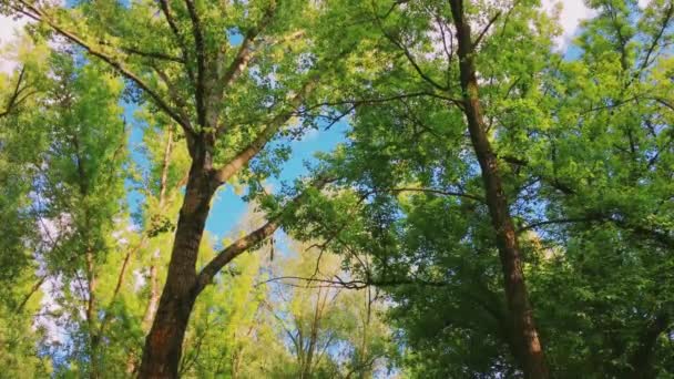 Árboles en el bosque y el cielo azul, follaje verde como naturaleza, paisaje y entorno natural — Vídeo de stock