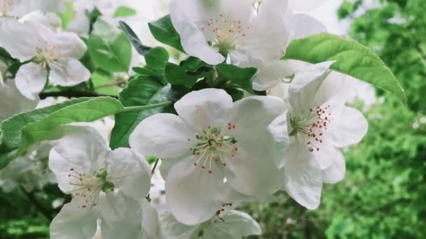 Fleur de pommier dans le jardin vert de printemps, fleurs blanches en fleurs comme floral, nature et jardinage — Video