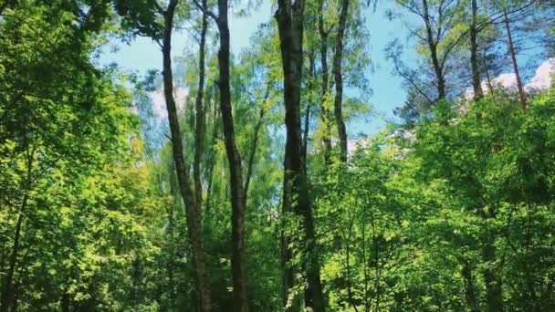 森と青空の木々、自然としての緑の葉、景観と自然環境 — ストック動画