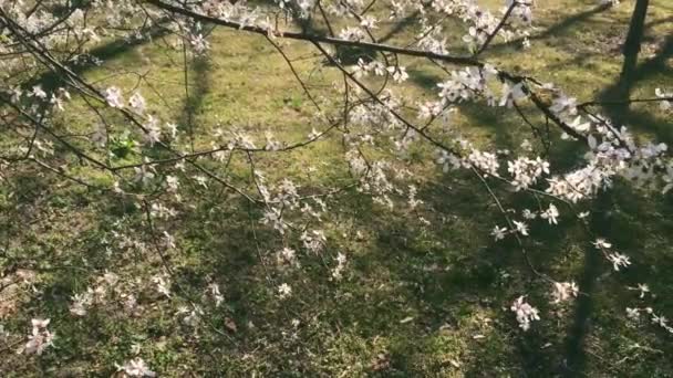 Kvetoucí jabloně v zelené botanické zahradě, rozkvetlé bílé květy, příroda a květina — Stock video