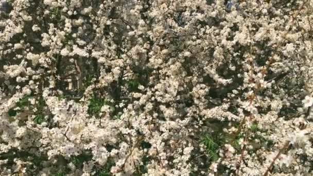 Manzano floreciente en jardín botánico verde, flores blancas en flor, naturaleza y flores — Vídeos de Stock