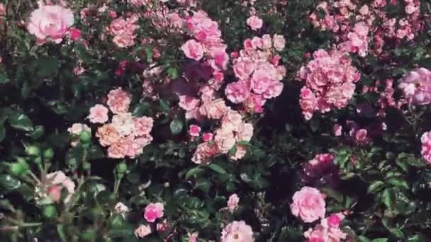 Magnifique roseraie, roses roses en fleurs par une journée ensoleillée en plein air comme la nature, les fleurs et le fond floral — Video