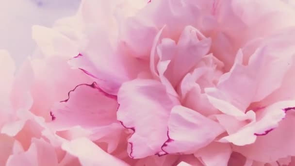 Pivoines roses en fleurs, fleurs de pivoine pastel comme vacances, mariage et fond floral — Video