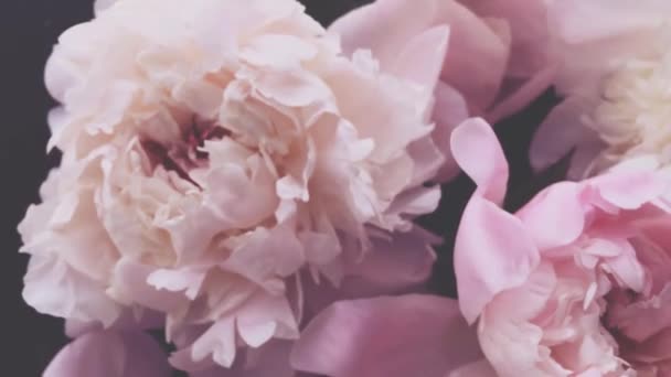Roze pioenrozen, pastel pioenroos bloemen in bloei als vakantie, bruiloft en bloemen achtergrond — Stockvideo