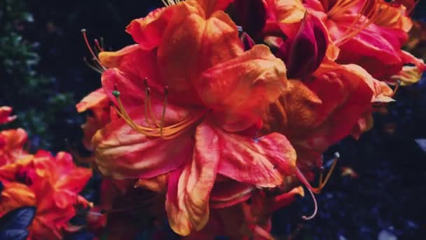 夏天的花园里开着红花，花儿盛开，花儿繁茂，自然繁茂 — 图库视频影像