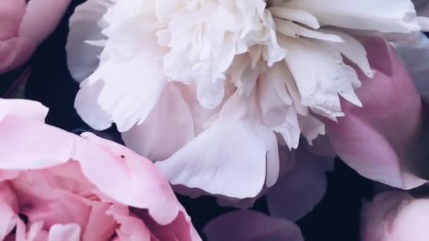 Pastel peony flowers in bloom as holiday, wedding and floral background — Stock Footage Pastel peony flowers in bloom as holiday, wedding and floral background Stock Video