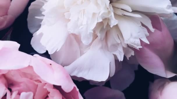 Flores de peonía pastel en flor como vacaciones, boda y fondo floral — Vídeo de stock