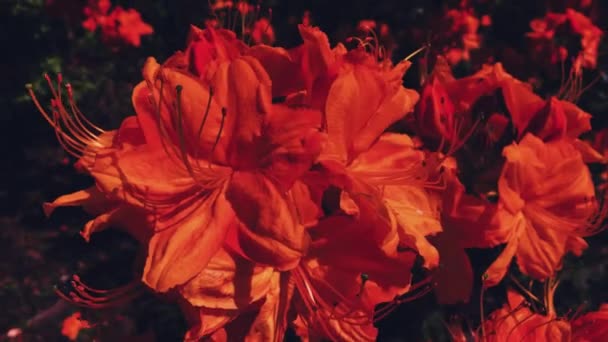 Red flowers blossom in summer garden, flowers in bloom, floral and nature — Stock Video