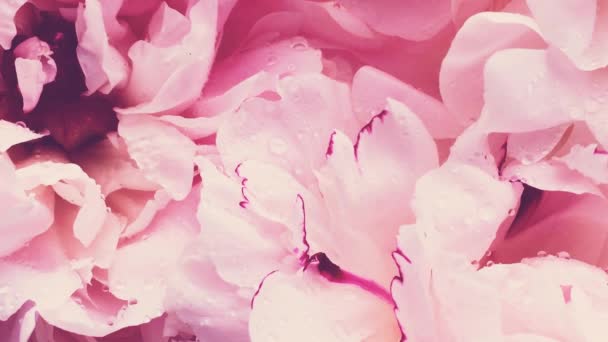 Pink peonies in bloom, pastel peony flowers as holiday, wedding and floral background — Stock Video