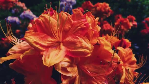 夏の庭に赤い花を咲かせ、花を咲かせ、花や自然を咲かせます。 — ストック動画