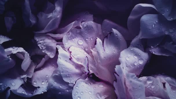 Peônias violetas escuras em flor, flores de peônia roxas como feriado, casamento e fundo floral — Vídeo de Stock