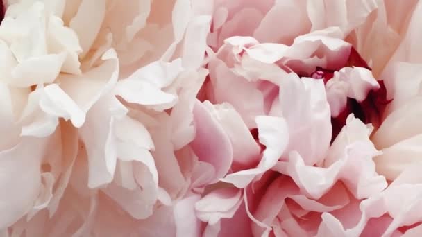 Schöne Pfingstrosen in voller Blüte, pastellfarbene Pfingstrosen als Urlaub, Hochzeit und floraler Hintergrund — Stockvideo
