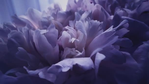 Peonías violetas oscuras en flor, flores de peonía púrpura como fiesta, boda y fondo floral — Vídeos de Stock