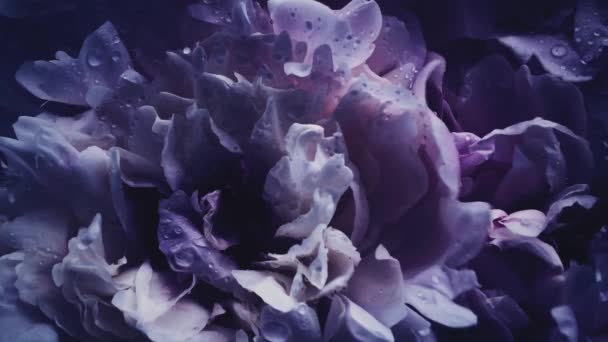 深紫色的牡丹盛开，紫色的牡丹花作为节日、婚礼和花卉背景 — 图库视频影像