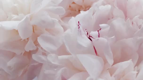花の美しい牡丹、休日としてのパステル牡丹の花、結婚式と花の背景 — ストック動画
