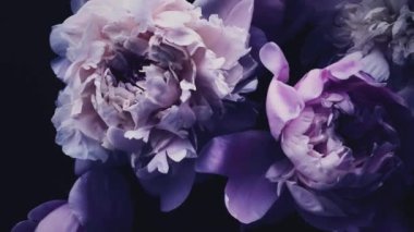 Çiçekli koyu mor şakayıklar, tatil olarak mor şakayık çiçekleri, düğün ve çiçek arkaplanı.