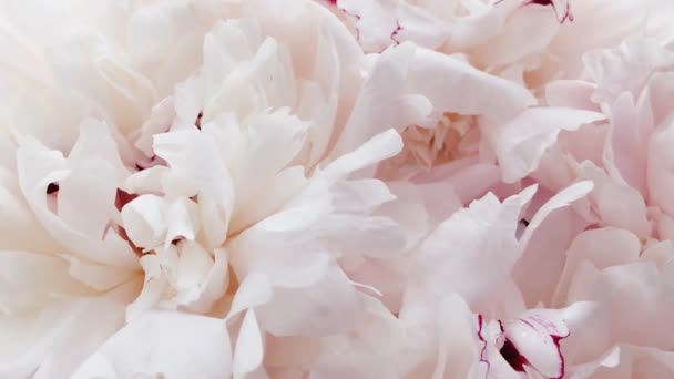 Mooie pioenen in bloei, pastel pioenroos bloemen als vakantie, bruiloft en bloemen achtergrond — Stockvideo