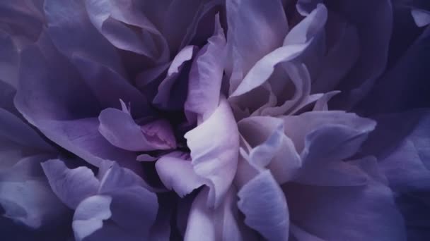 Темно-фіолетові півонії в цвітіння, фіолетові півонічні квіти як свято, весілля та квітковий фон — стокове відео