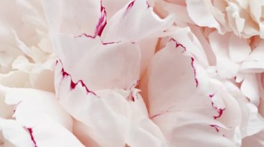 Çiçekli güzel şakayıklar, tatil olarak pastel şakayık çiçekleri, düğün ve çiçek arkaplanı