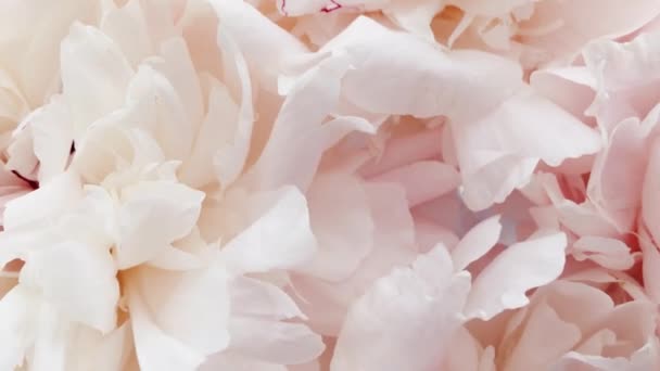 Mooie pioenen in bloei, pastel pioenroos bloemen als vakantie, bruiloft en bloemen achtergrond — Stockvideo