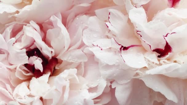 Belle peonie in fiore, fiori di peonia pastello come festa, matrimonio e sfondo floreale — Video Stock