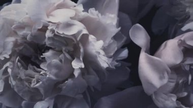 Koyu renkli şakayıklar, çiçek açan pastel şakayıklar bayram, düğün ve çiçek arkaplanı.