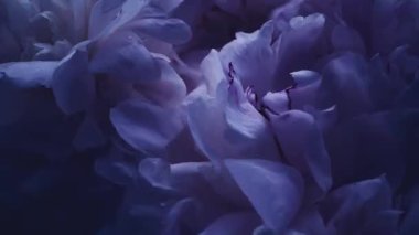 Çiçekli koyu mor şakayıklar, tatil olarak mor şakayık çiçekleri, düğün ve çiçek arkaplanı.