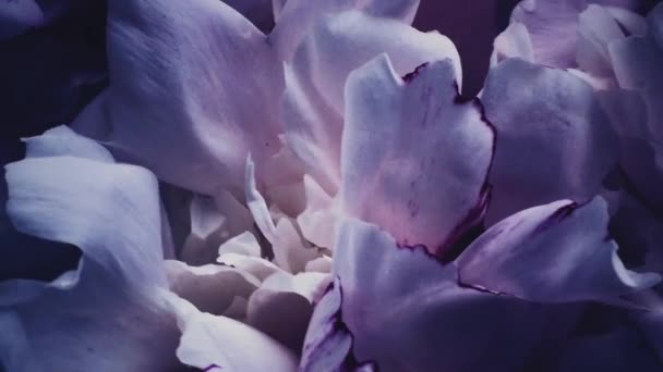 Donker violette pioenen in bloei, paarse pioenroos bloemen als vakantie, bruiloft en bloemen achtergrond — Stockvideo