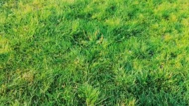 Yeşil çimen alanı arka plan, spor ve doğa olarak