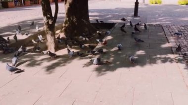 Old Town 'daki meydanda güvercinler