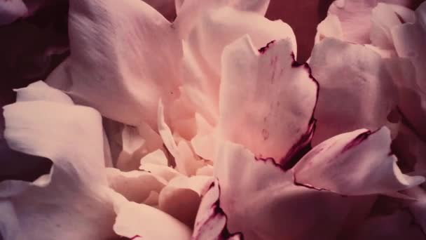 Вінтажні півонії в цвітіння, пастельні півонії квіти як свято, весілля і квітковий фон — стокове відео