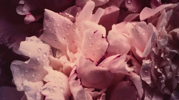 Vintage peonies in bloom, pastel peony flowers as holiday, wedding and floral background — Stock Footage Vintage peonies in bloom, pastel peony flowers as holiday, wedding and floral background Stock Footage
