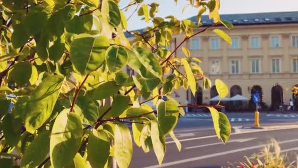 Gyllene timmen i staden, gröna löv vid solnedgången — Stockvideo