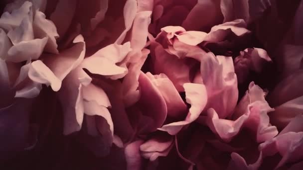 Vintage pioenrozen in bloei, pastel pioenroos bloemen als vakantie, bruiloft en bloemen achtergrond — Stockvideo